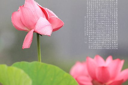 29.~5.16.  – Lotus 4 Seasons Photographs